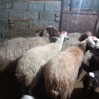 ۶تا گوسفند و بره