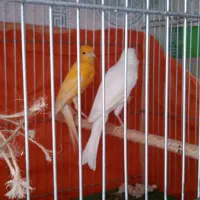 قناری ماده سفید|پرنده|فولادشهر, مسکن مهر فولادشهر|دیوار