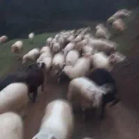 فروش پنیر خالص گوسفندی باکیفیت بخور وببر