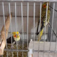 جفت عروس روی جوجه