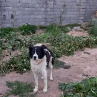 واگذاری سگ نر