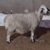 میش آبستن نزدیک زا|حیوانات مزرعه|دره شهر, |دیوار