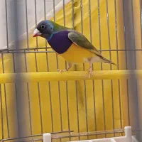 جفت مولد گلدین