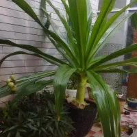 گل ذرتی زیبا،وسبز