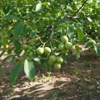 با نهال گردو زودبازده،خاکت رو به طلا تبدیل کن