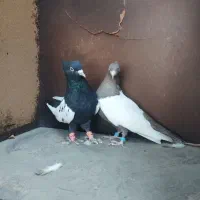 رنگه درجه یک