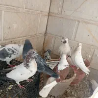 کبوتر کله دم سیاه