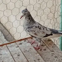  جیر|پرنده|قم, شاه سید علی|دیوار