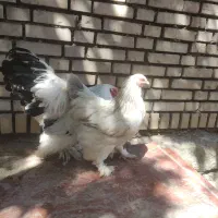 مرغ وخروس برهما