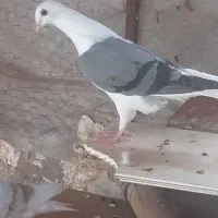 کبوتر عتیقه