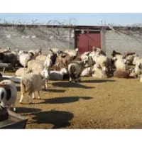 اجاره دامداری درروستای حشمتیه|اجارهٔ دفتر صنعتی، کشاورزی، تجاری|آباده, |دیوار