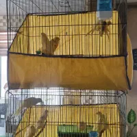 قناری درجه یک و خانگی بی نظیر و سالم و سرحال|پرنده|بروجرد, |دیوار