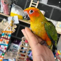 فروشگاه طوطیسانان(عروس هلندی برزیلی ملنگوشاه طوطی)|پرنده|تهران, پونک|دیوار