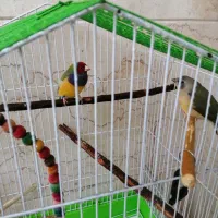یک جفت فنج گلدین