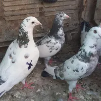 کبوتر خال سیاه