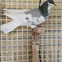 ماده یال سبز گلدار