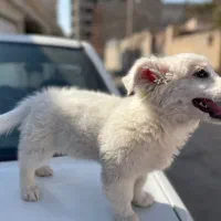 سگ پامر|سگ|کرمان, |دیوار