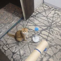 اسباب بازی گربه