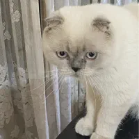 گربه