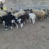 تعداد ۱۹ راس میش بره دار ترکی