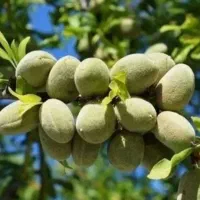 نهالستان شهبازی چورسی|خدمات باغبانی و درختکاری|قره ضیاالدین, |دیوار