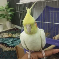 عروس هلندی لوتینو