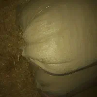 دو راس گوساله فروش فوری|حیوانات مزرعه|قم, شهرک فاطمیه|دیوار