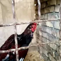 سه تا خروس یک سال