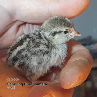 جوجه  بلدرچین کوهی