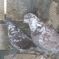 کبوتر گرگی خال قدیم