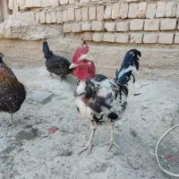 خروس گلین|حیوانات مزرعه|معصومیه, |دیوار