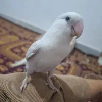 طوطی برزیلی جفت|پرنده|فولادشهر, C4|دیوار