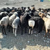بره