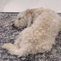 سگ پودل گمشده|حیوانات|کرج, شهرک اوج|دیوار