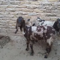 بز ماده|حیوانات مزرعه|چناران, |دیوار