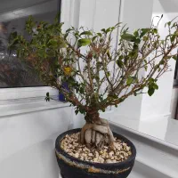 گل طبیعی بن سای جینسینگ|گل و گیاه طبیعی|مشهد, فدک|دیوار