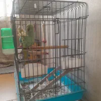 طوطی ملنگو رام