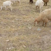 فروش گوسفند و بز