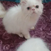 بچه گربه پرشین