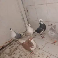 کفتر مفت|حیوانات|تربت‌حیدریه, باغ سلطانی|دیوار