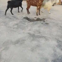 بزه دو قلو جزیزی کهرهاش هردوتاش نر هستش|حیوانات مزرعه|کاکی, |دیوار