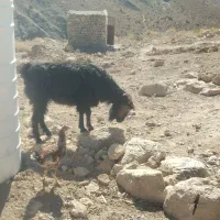 شیرمود فروشی خراج|حیوانات مزرعه|ایرندگان, |دیوار