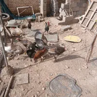 خروس محلی و بوقلمون