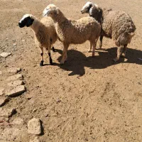 بره فروشی|حیوانات مزرعه|ساروق, |دیوار