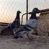 کبوتر جوجه دوبر گرفته شده