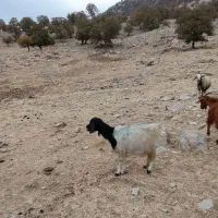 چهار راس بز با چهار راس کهره|حیوانات مزرعه|یاسوج, |دیوار