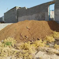 کود گاوی