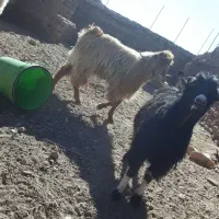 بزغاله نر چاق .۴ راس