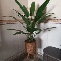 درختچه پرنده بهشتی ۱ونیم متر|گل مصنوعی|جوانرود, |دیوار