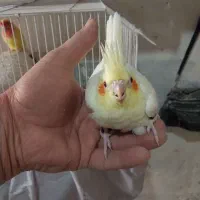 ۲عددجوجه عروس زعفرانی آماده دستی کردن